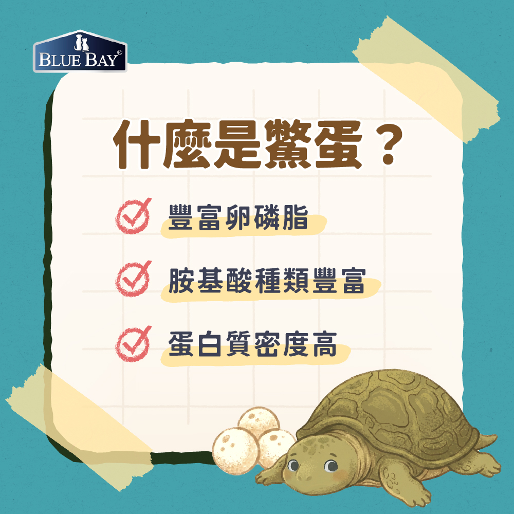 什麼是鱉蛋?